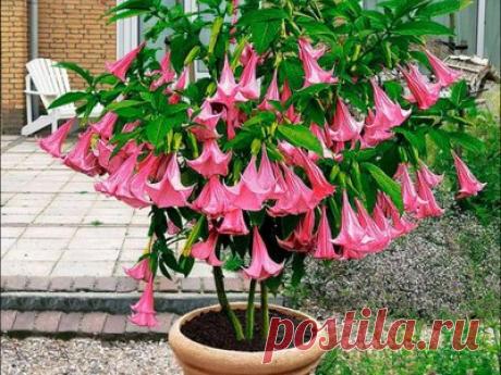 Размножение бругмансии черенками 1 - Флорист-Х