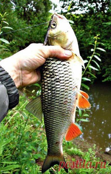 Ловля голавля  / Богатая добыча