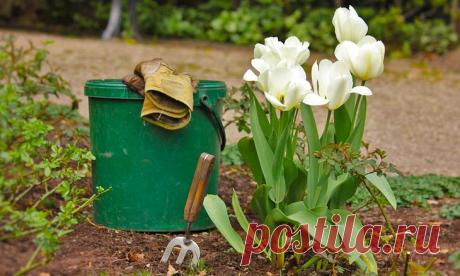 Как сажать тюльпаны весной Тюльпаны давно стали символом весны и тепла. Чтобы они зацвели уже в апреле или мае, высаживают луковицы тюльпанов осенью. Наиболее подходящий период для этого сентябрь–октябрь. Тогда луковички за зим...