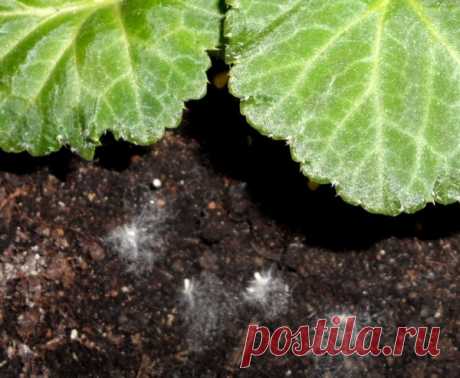 Плесень и белый налёт в горшках комнатных растений. Как избавиться от плесени на земле?