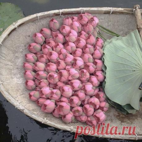 #сны_и_явь@intensive_taropy
Изящество – это внешнее выражение внутренней гармонии.
• Мария фон Эбнер-Эшенбах