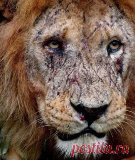 Шрамы старого короля