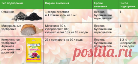 Чем подкормить цветы весной
