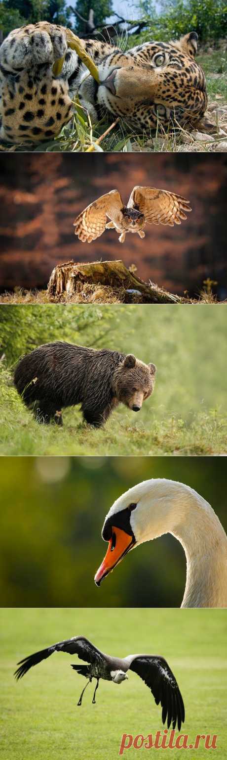 Удивительные фото животных от Алес Гола (открывание замков Одесса от Key24).