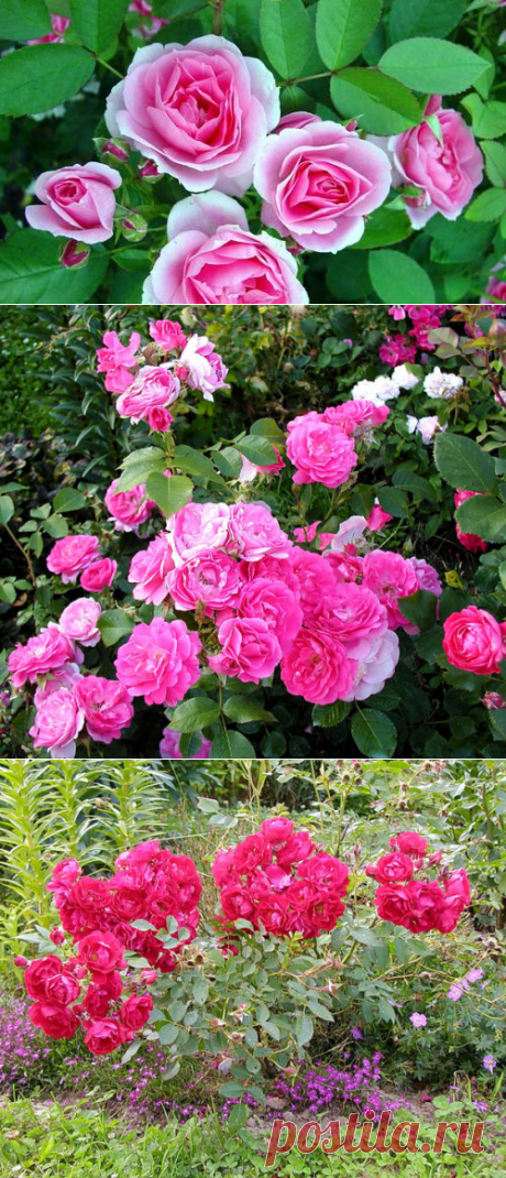 Канадские розы: посадка и уход, сорта, фото