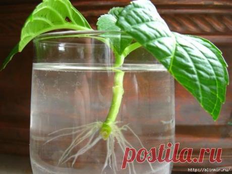 5 ПРОВЕРЕННЫХ СПОСОБОВ УСКОРИТЬ ПОЯВЛЕНИЕ КОРЕШКОВ У РАСТЕНИЙ - Калейдоскоп событий