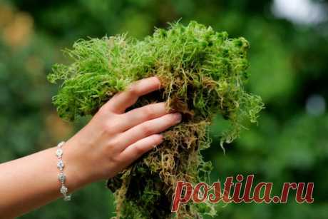 Мох сфагнум от А до Я — идеальный помощник для комнатных растений — Ботаничка