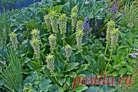 Как я выращивала ананасную лилию, или Эвкомис. Описание видов. Фото — Ботаничка.ru