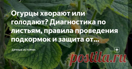 Огурцы хворают или голодают? Диагностика по листьям, правила проведения подкормок и защита от пероноспороза Добрый день, дорогие друзья, садоводы и огородники! Приветствую вас в нашем сообществе "Дачные истории". Даже опытным огородникам сложно определить точные даты и выбрать подходящие подкормки для огурцов. Понять, чего растениям не хватает, можно взглянув на листья. Внешний вид огурцов поможет правильно скорректировать питание и соответственно улучшить плодоношение огу...