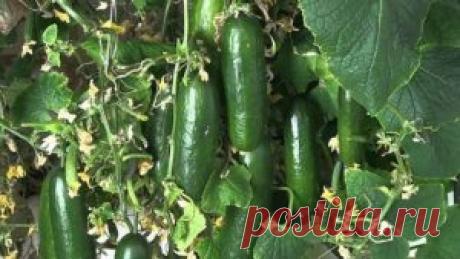 Okolostola » Архив сайта » Молоко для….огурца!