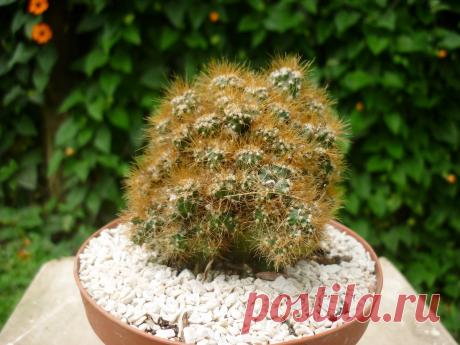 Цереусы — идеальные кактусы для ленивых. Уход в домашних условиях. Фото — Ботаничка.ru