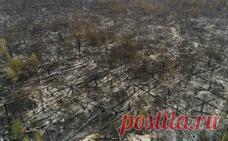 Счетная палата назвала «неудовлетворительной» охрану лесов от пожаров. Действующая система мониторинга и учета лесных ресурсов, а также охрана лесов организованы недостаточно эффективно, считают аудиторы Счетной палаты. Организация охраны лесов от пожаров в регионах "неудовлетворительна", уверены они