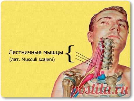 Урок + 5 упражнений | doctorshishonin.ru