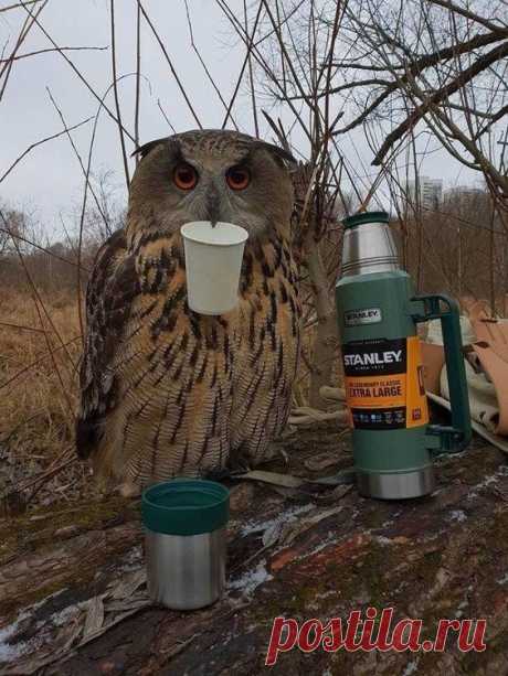 Животные и неожиданные встречи с ними