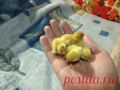 Режим инкубации перепелиных яиц. Со всеми подробностями!!!