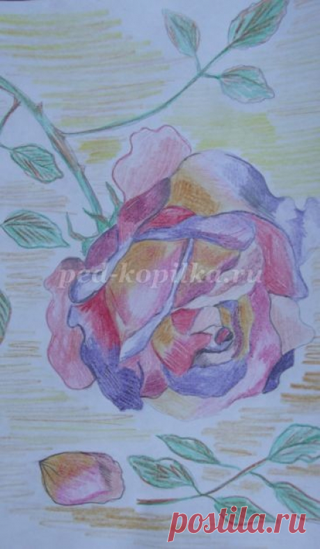 Рисование розы цветными карандашами: часть 1 Рисование розы цветными карандашами: часть 1Автор: Терентьева Наталья СергеевнаСпецифические особенности рисования цветными карандашами:1. Цветной карандаш не выдерживает очень больших размеров формата.2. Обладает прозрачностью цвета.3. Сложность и тонкость цвета достигается путём...