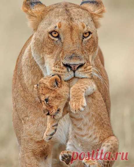 Мама - это как одeяло от холода, зонт от дождя, хлeб от голода, вода от жажды...ee любовь - лeкарство для души.