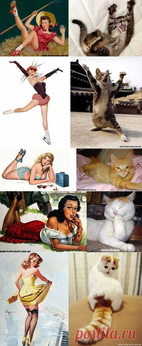 Кошки и пин-ап (30 фото) - ЛоЛс.ру - Позитивный такой смешарик! :-))