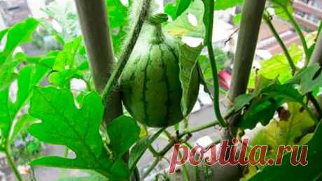 Выращивание Арбуз в контейнерах | Как вырастить арбуз в горшке Вертикально | Балкон Сад Интернет