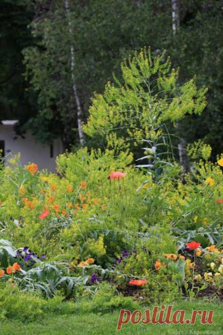 Вайда красильная — забытый растительный краситель - Ярмарка Мастеров - ручная работа, handmade