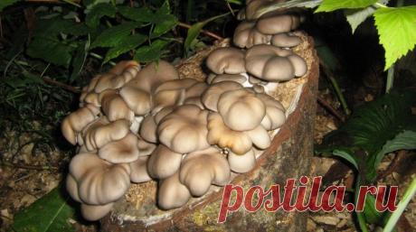 Как вырастить вешенки на пеньках? | На грядке (Огород.ru)