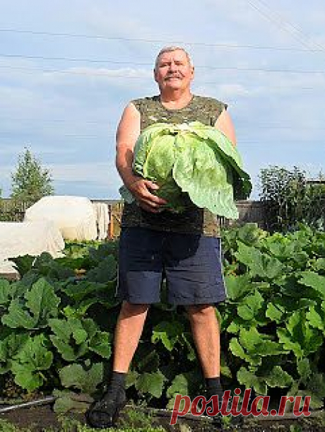 Вкусный Огород: Выращивание белокочанной капусты