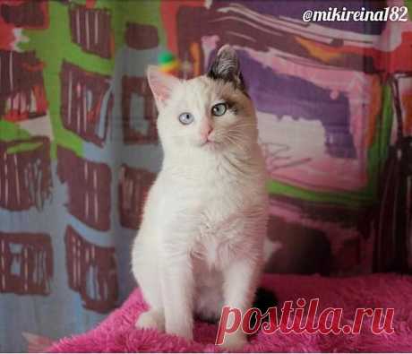 Милейшие косоглазые коты, чей изъян делает их уникальными