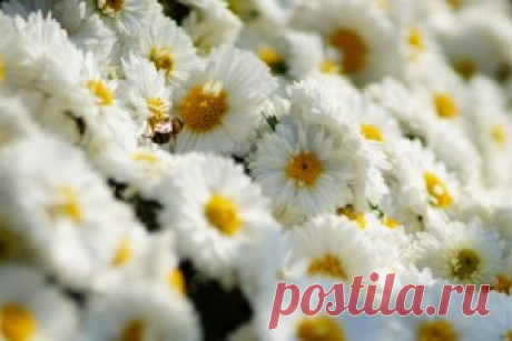 Хризантемы - обои на рабочий стол. Обои для андроид бесплатно.