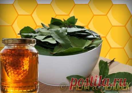 Чем полезен отвар из лаврового листа и мёда, от боли в суставах | Пчела & Человек | Яндекс Дзен