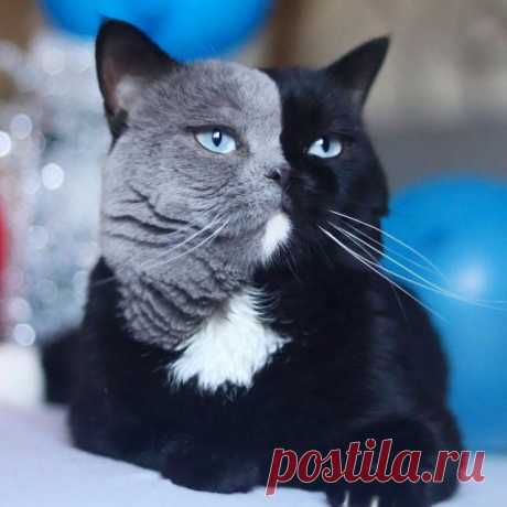 Кот с двухцветной мордашкой стал отцом двух котят, каждый из которых получил от него по одному цвету