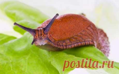 Лучшие методы борьбы со слизнями: как избавиться от слизней на огороде навсегда, средства, как сделать отраву, народные методы