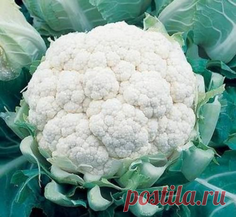Выращивание цветной капусты, дача, дом, сад, огород, дачный участок | Дача, дом