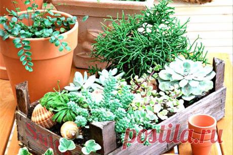 Домашний «доктор». | ДОСТОЙНАЯ ЖИЗНЬ НА ПЕНСИИ