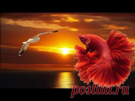 Остров любви.