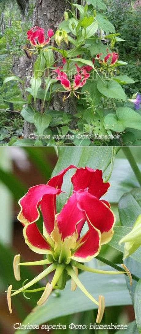 ГЛОРИОЗА (GLORIOSA) | Наш уютный дом