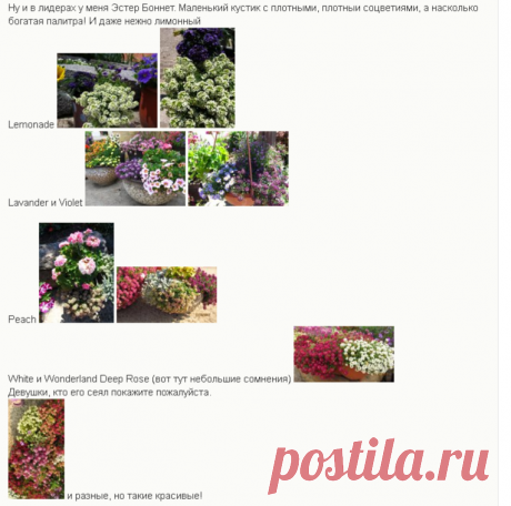 Алиссум (Лобулярия) | Страница 2 | Форум о строительстве и загородной жизни – FORUMHOUSE