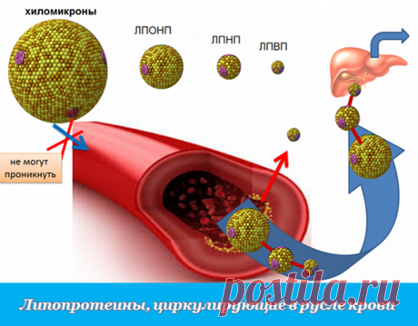 Холестерин у женщин: норма. Причины повышения.
