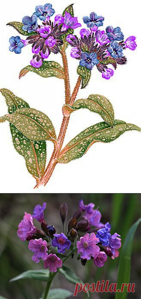 Медуница лекарственная.