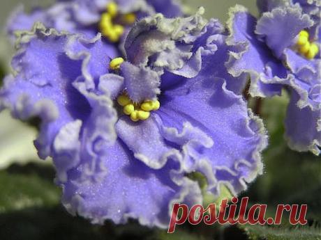 Легенды Цветочного гороскопа. Фиалка (13 июля - 23 июля)