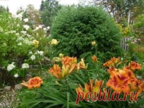 Как вырастить тую на даче? - Садоводка