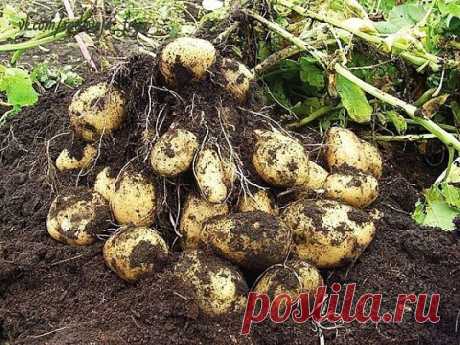 Секретные технологии выращивания картошки. 
А какая красивая картошка вырастает: крупная, размером с два кулака, не меньше! 
 
Если хозяйничать разумно, можно вдоволь вырастить огородины на минимальной площади. Например, 450 килограммов картошки из одной сотки. Не слабо! 
 
Грядки для «второго хлеба» делают необычно узкие – 40-45 см. Сверху на грунте раскладывают компост. Это и надежная мульча, и прекрасное питание для картофеля. Под такой защитой почти не прорастает бурья...