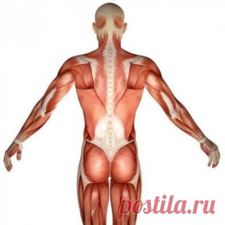 Статическая растяжка: Упражнения, выравнивающие асимметрию тела.
Этот комплекс относится к простейшему способу омоложения. Суть его основана на выравнивании силы мышц вокруг позвоночника и шеи. Это позволяет ликвидировать сколиозы, кифозы и остеохондрозы.…