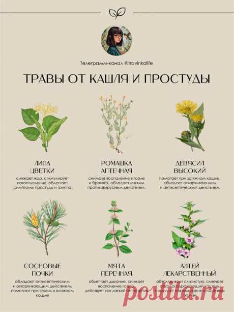 Травы от кашля и простуды