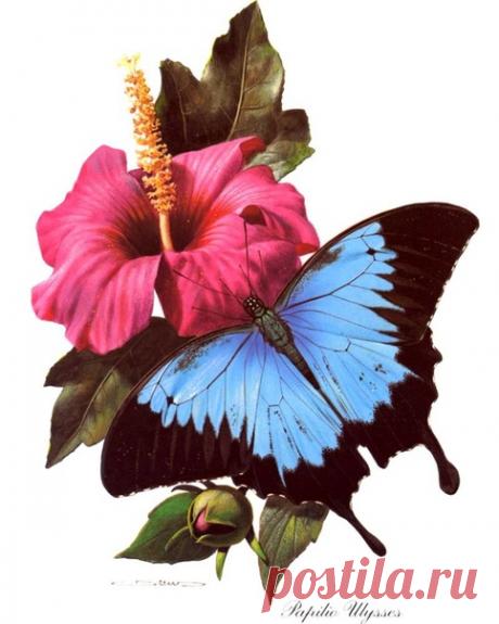 Прекрасные, нежные, такие невесомые бабочки)
#МУД_для_декупажа