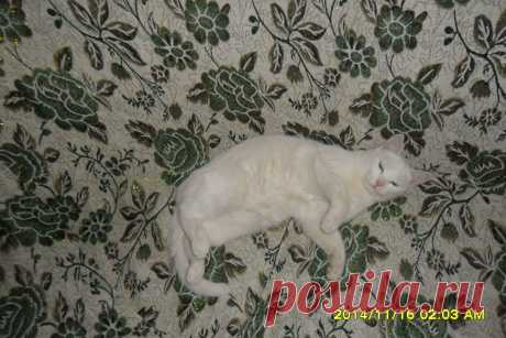 Сонька. Наша любимица!