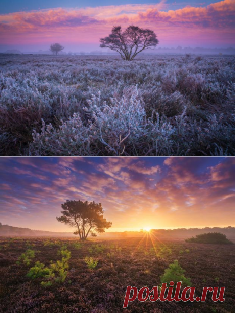 Фото: Красивые пейзажи: красочный вереск голландских полей снятый в разное время года