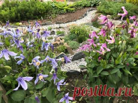 Клематис кустовой (90 фото) - фото - картинки и рисунки: скачать бесплатно