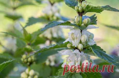 Яснотка белая: описание, противопоказания, лечебные свойства, применение в народной медицине, посадка и уход, фото, видео