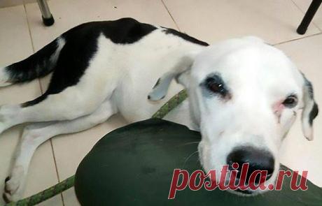 Душераздирающая история / Питомцы