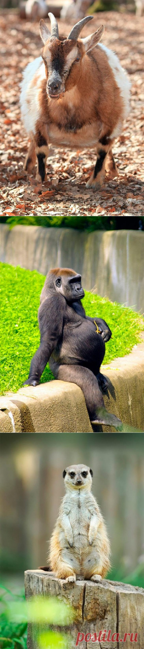 10 фото будущих мам из мира животных